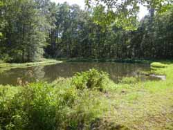 Lower Pond
